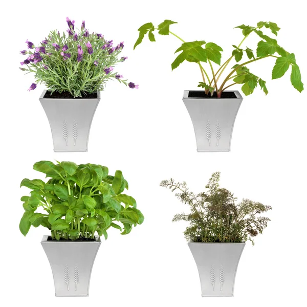 18.Herbs in Pots — Stock Photo, Image