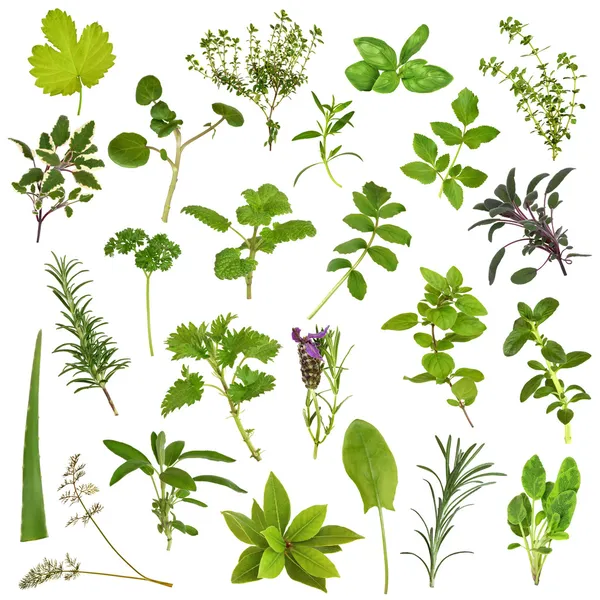 Large Herb Leaf Selection — Stock Photo, Image