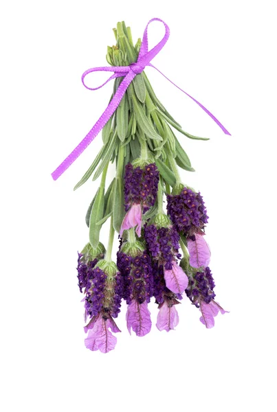 Lavendel ört blommor — Stockfoto