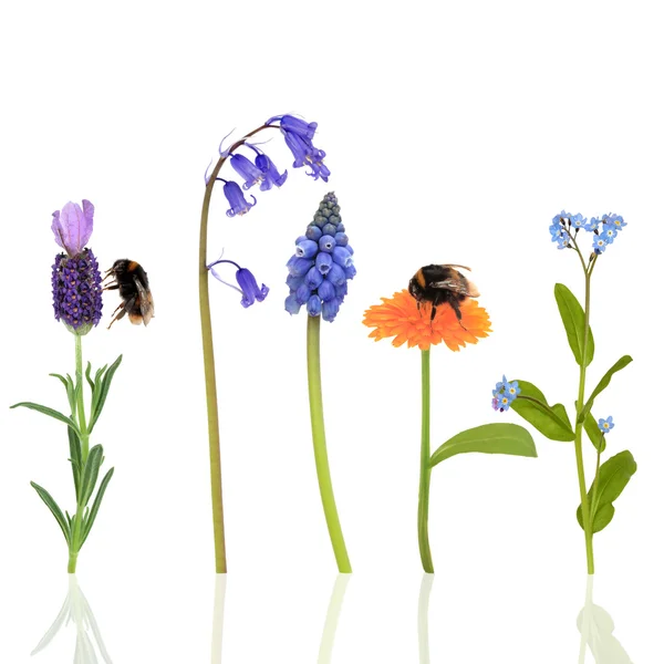 Bumblebees and Flowers — Stock Photo, Image