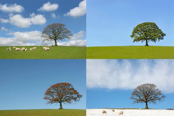 Quatro estações da árvore de carvalho — Fotografia de Stock