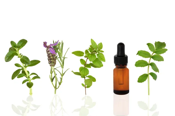 Healing Herbs — Stock Photo, Image