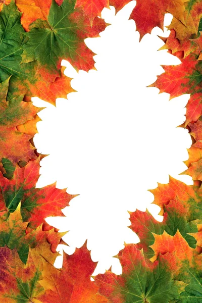 Карликовые листья осенью — стоковое фото