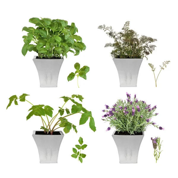 Herb Collection in Pots — Stock Photo, Image