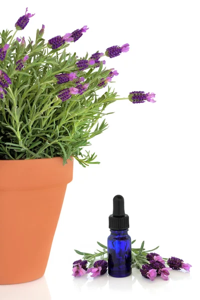 stock image Lavender Herb Flowers and Essence