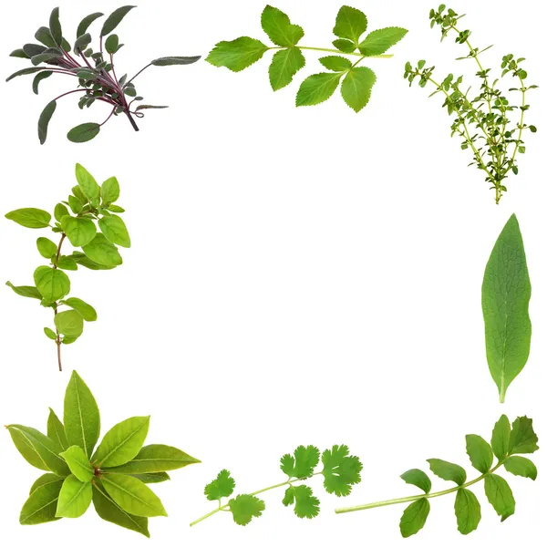 Herb Leaf Border — Stock Photo, Image