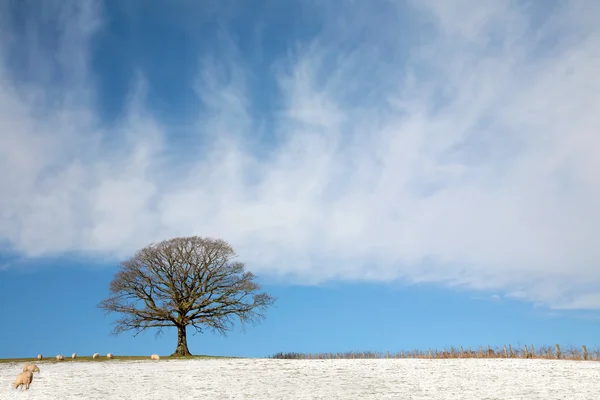 Дубове дерево взимку — стокове фото