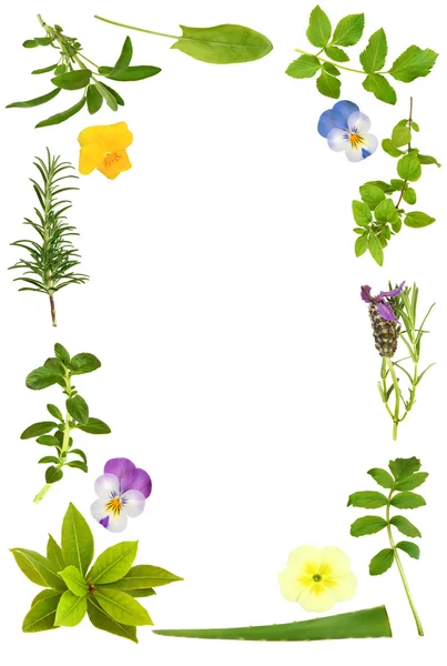 Květiny a rostliny listí rám — Stock fotografie