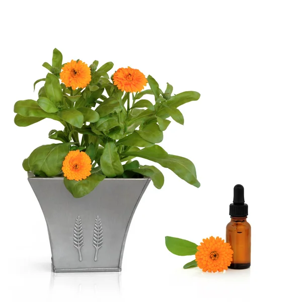 Calendula Flowers and Essence — Stock Photo, Image