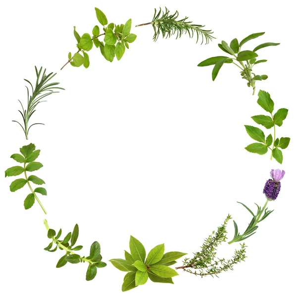 Léčivé a kořeninové rostliny listí Royalty Free Stock Obrázky