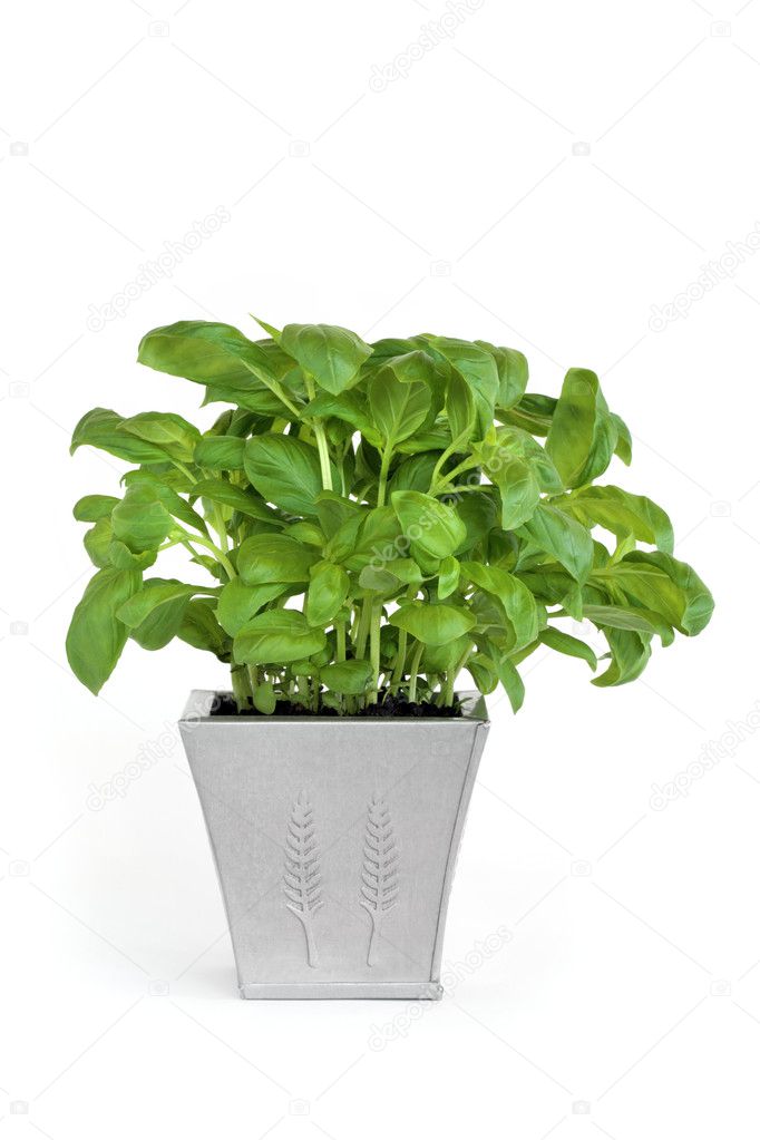 Basil Herb