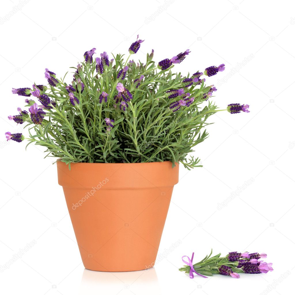 Lavender Herb Flowers — Stock Photo © marilyna 2035384