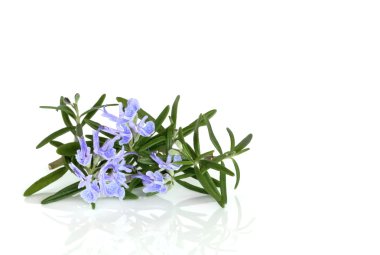 Rosemary Herb in Flower clipart