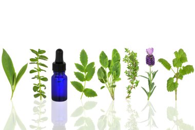 Medicinal and Culinary Herbs clipart