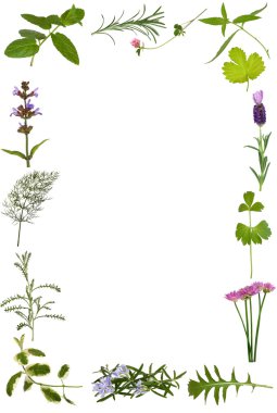 Herb Flower and Leaf Border clipart