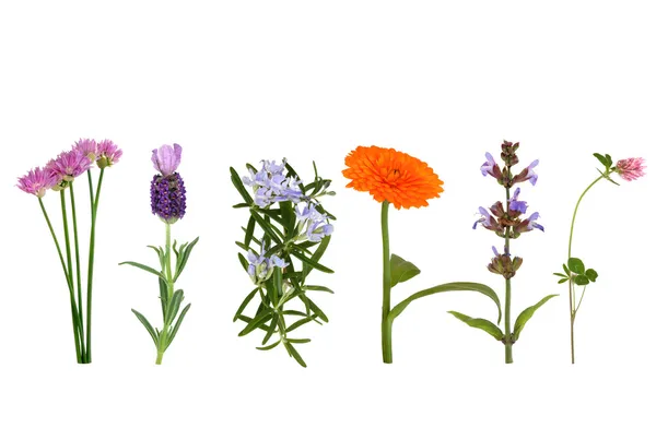 Herbs in Flower — Stock Photo, Image