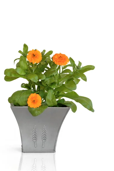 Marigold Flowers — Stock Photo, Image