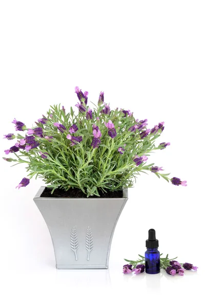 Lavender Herb Plant and Essence — Stok fotoğraf