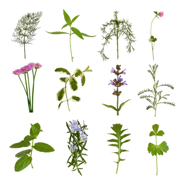 Herb Leaf Variety — Stock Photo, Image