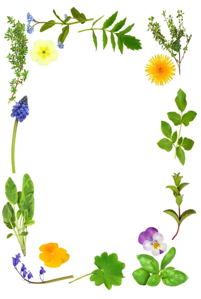 Kräuterblatt und Blütenrand — Stockfoto
