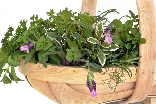 Fresh Herb Leaf Selection — Stockfoto