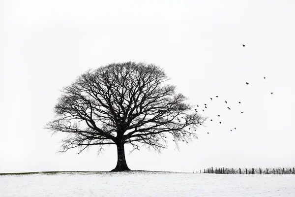 Oak Tree in Winter — Stock Photo, Image