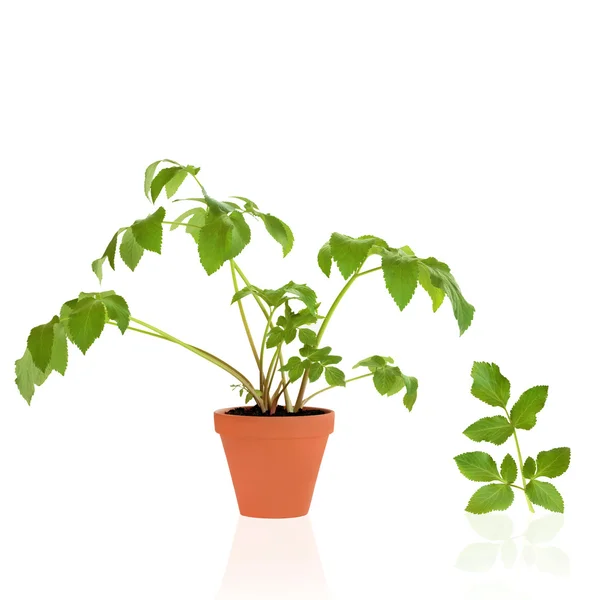 Angelica gyógynövény- és leveles ágacska — Stock Fotó