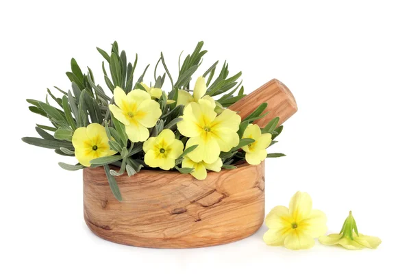Prímula Flores e Lavanda Herb — Fotografia de Stock