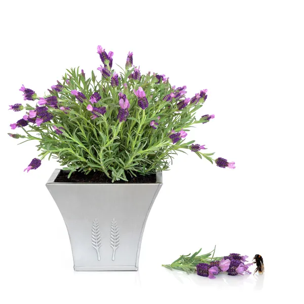 Lavendel ört och humla — Stockfoto
