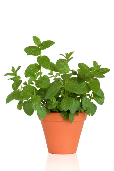 Mint Herb — Stock Photo, Image