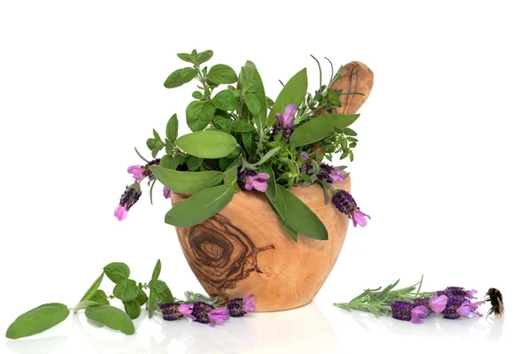 Lavanda Herb Flower Beauty — Fotografia de Stock