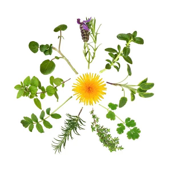 Herb i dziki kwiat streszczenie — Zdjęcie stockowe