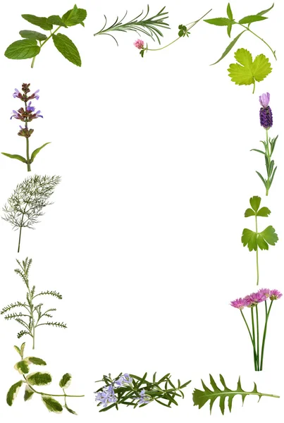 Kruid bloem en blad-rand — Stockfoto