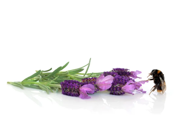 Hummeln und Lavendelblüten — Stockfoto