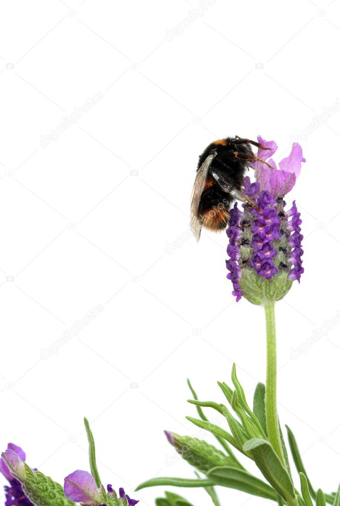 Bumblebee and Lavender Herb Flowers