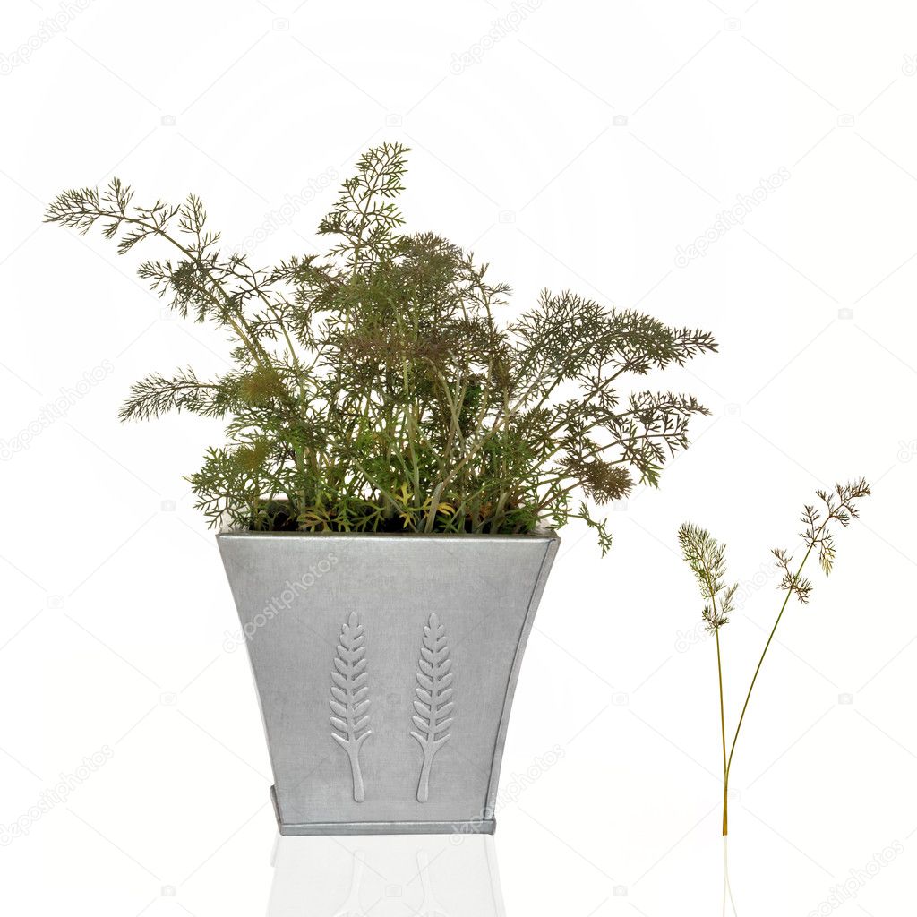 Bronze Fennel Herb
