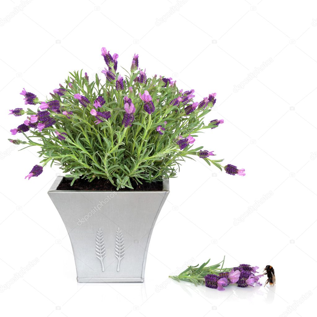 Lavender Herb and Bumblebee