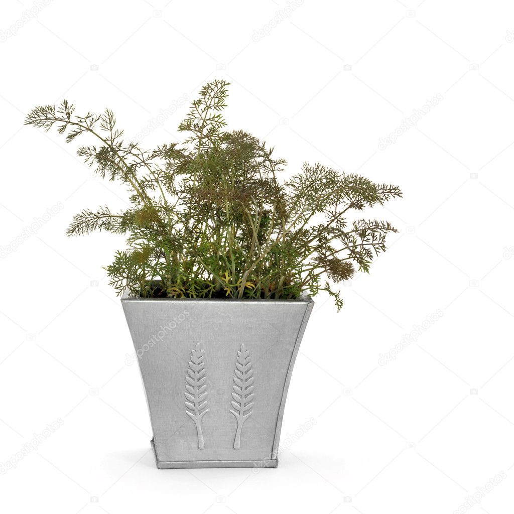 Bronze Fennel Herb — Stock Photo © marilyna 2058608