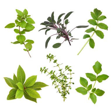 Herb Leaf Selection clipart