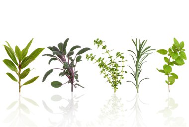 Herb Leaf Selection clipart