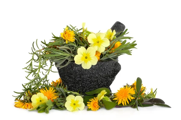 Herb a květ krása — Stock fotografie