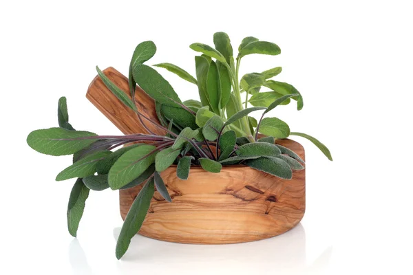 Salvia ört blad — Stockfoto