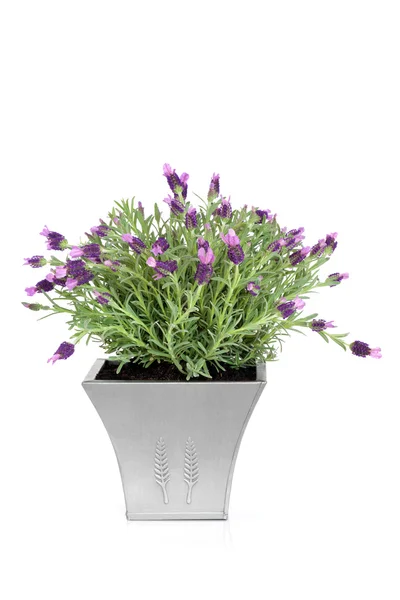 Lavender Herb Flowers — Stock Photo, Image