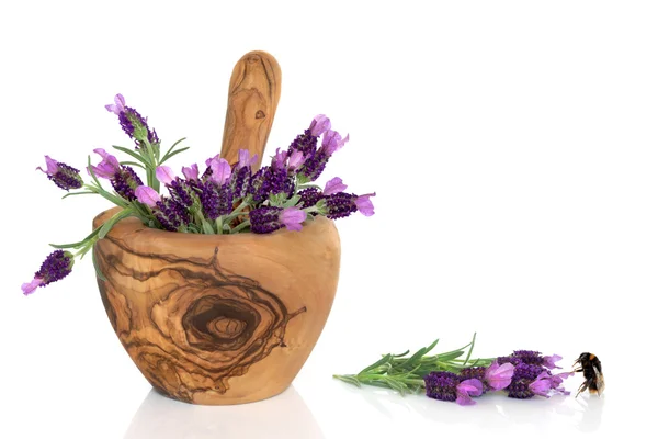 라벤더 허브 꽃과 범블 비 — 스톡 사진