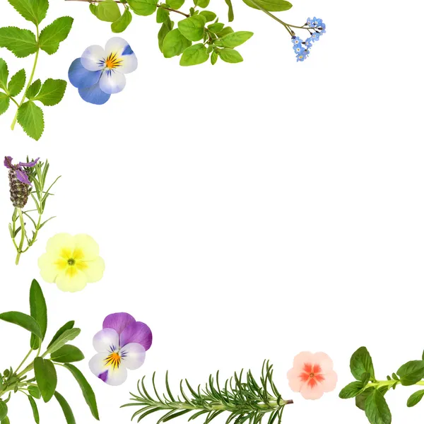 Flower and Herb Leaf Border — Stock Photo, Image