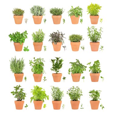 Twenty Herbs in Pots with Leaf Sprigs clipart