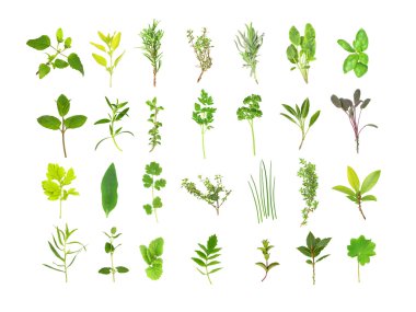 Large Herb Leaf Selection clipart