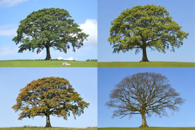 Oak Tree Four Seasons clipart