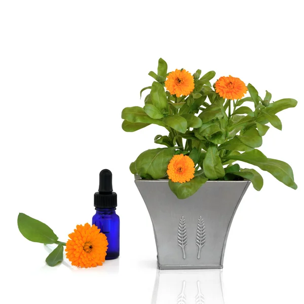 Marigold väsen och blommor — Stockfoto