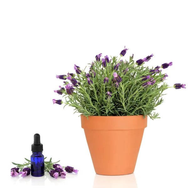 Lavendelkrautpflanze und Essenz — Stockfoto
